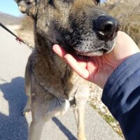 Nuvo – ein Kämpfer mit besonderem Charme sucht ein Zuhause/eine Pflegestelle