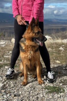 Schäferhund-Fans aufgepasst! Unsere bildschöne Karma sucht ihren Menschen.