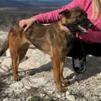 Schäferhund(mix) Freunde aufgepasst – hier kommt unsere Reika