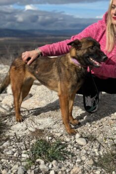 Schäferhund(mix) Freunde aufgepasst – hier kommt unsere Reika