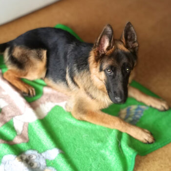 Deutscher Schäferhund Archie (10) Monate aus dem VDH sucht ein neues Zuhause!