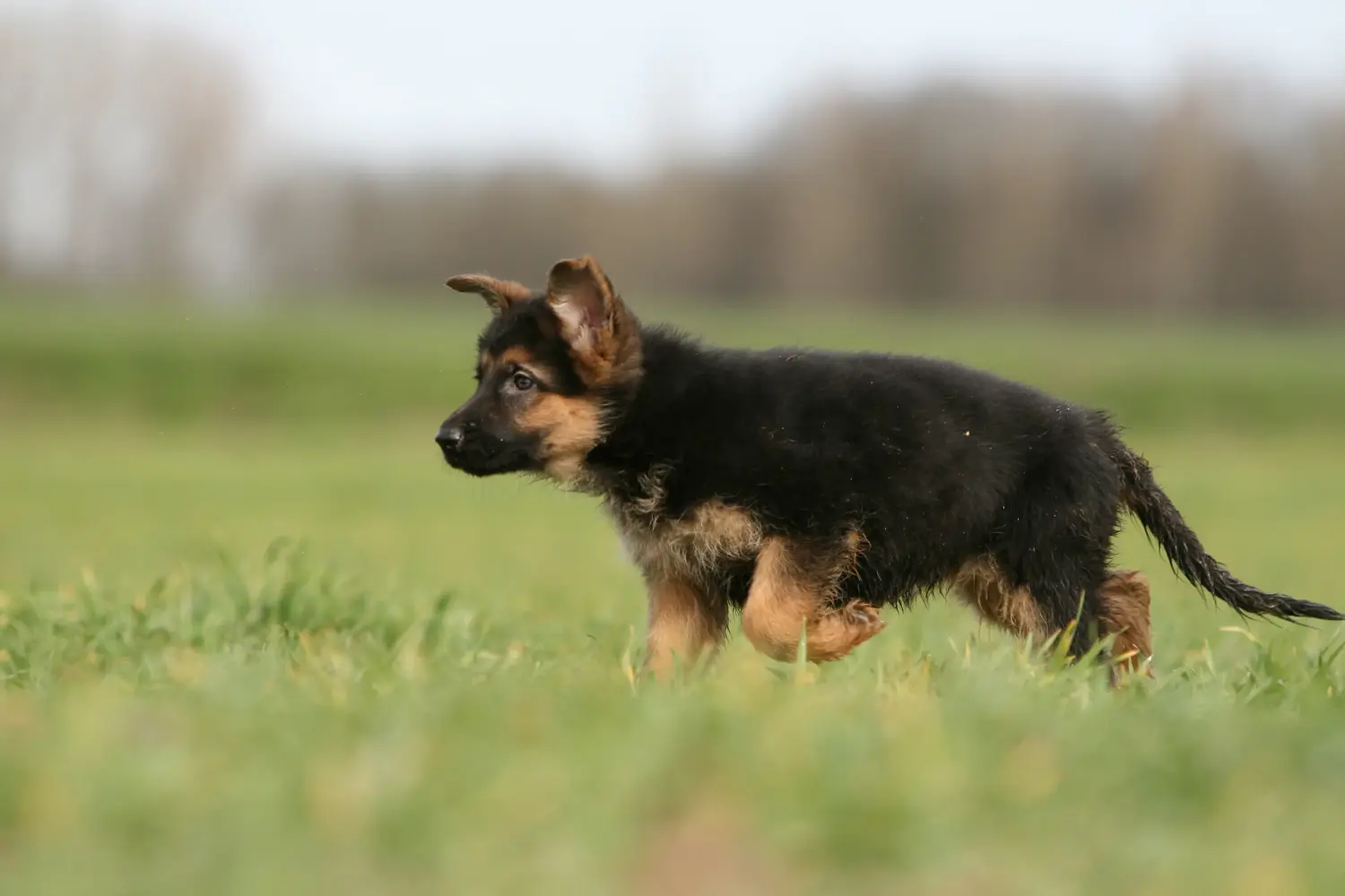 Einen Deutschen Schäferhund Welpen zu kaufen, bedeutet Verantwortung zu übernehmen! Deutscher Schäferhund Welpen kaufen.