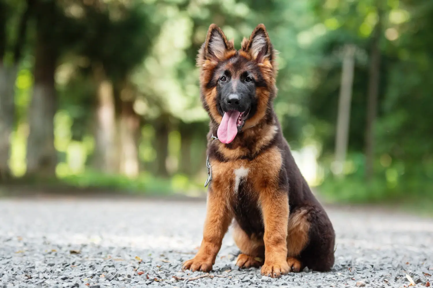 Einen Deutschen Schäferhund Welpen zu kaufen, bedeutet Verantwortung zu übernehmen! Deutscher Schäferhund Welpen kaufen.