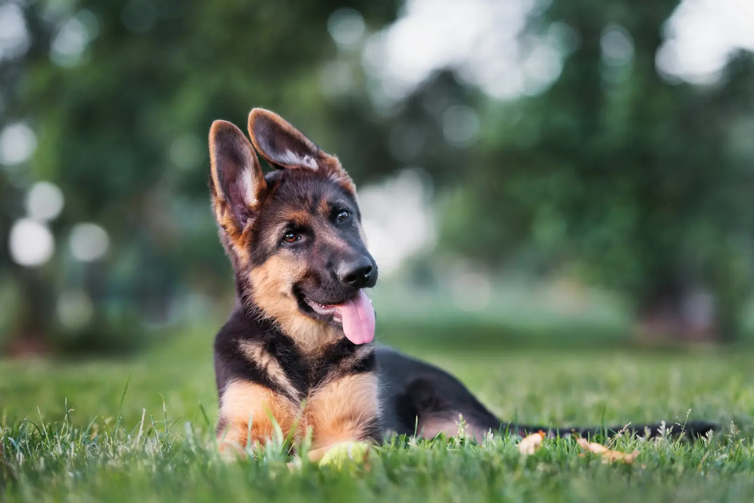 Einen Deutschen Schäferhund Welpen zu kaufen, bedeutet Verantwortung zu übernehmen! Deutscher Schäferhund Welpen kaufen.