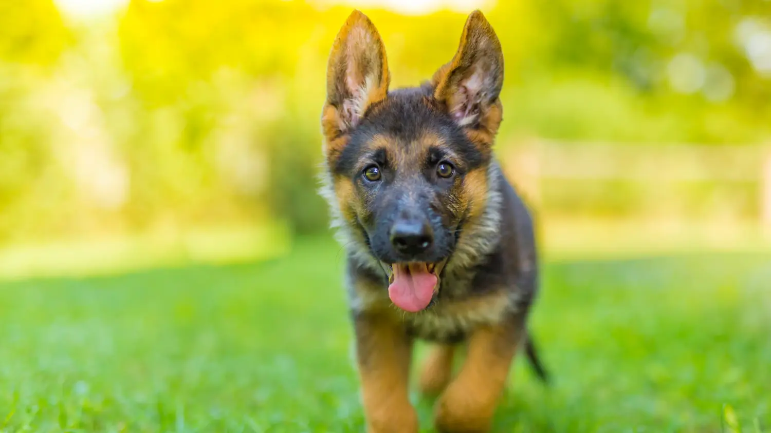 Einen Deutschen Schäferhund Welpen zu kaufen, bedeutet Verantwortung zu übernehmen! Deutscher Schäferhund Welpen kaufen.
