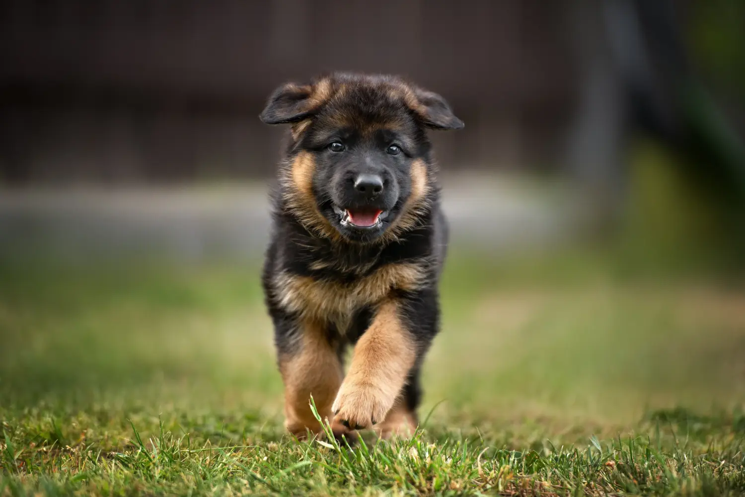 Einen Deutschen Schäferhund Welpen zu kaufen, bedeutet Verantwortung zu übernehmen! Deutscher Schäferhund Welpen kaufen.