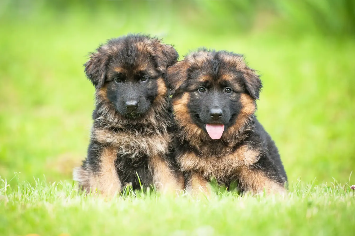 Einen Deutschen Schäferhund Welpen zu kaufen, bedeutet Verantwortung zu übernehmen! Deutscher Schäferhund Welpen kaufen.