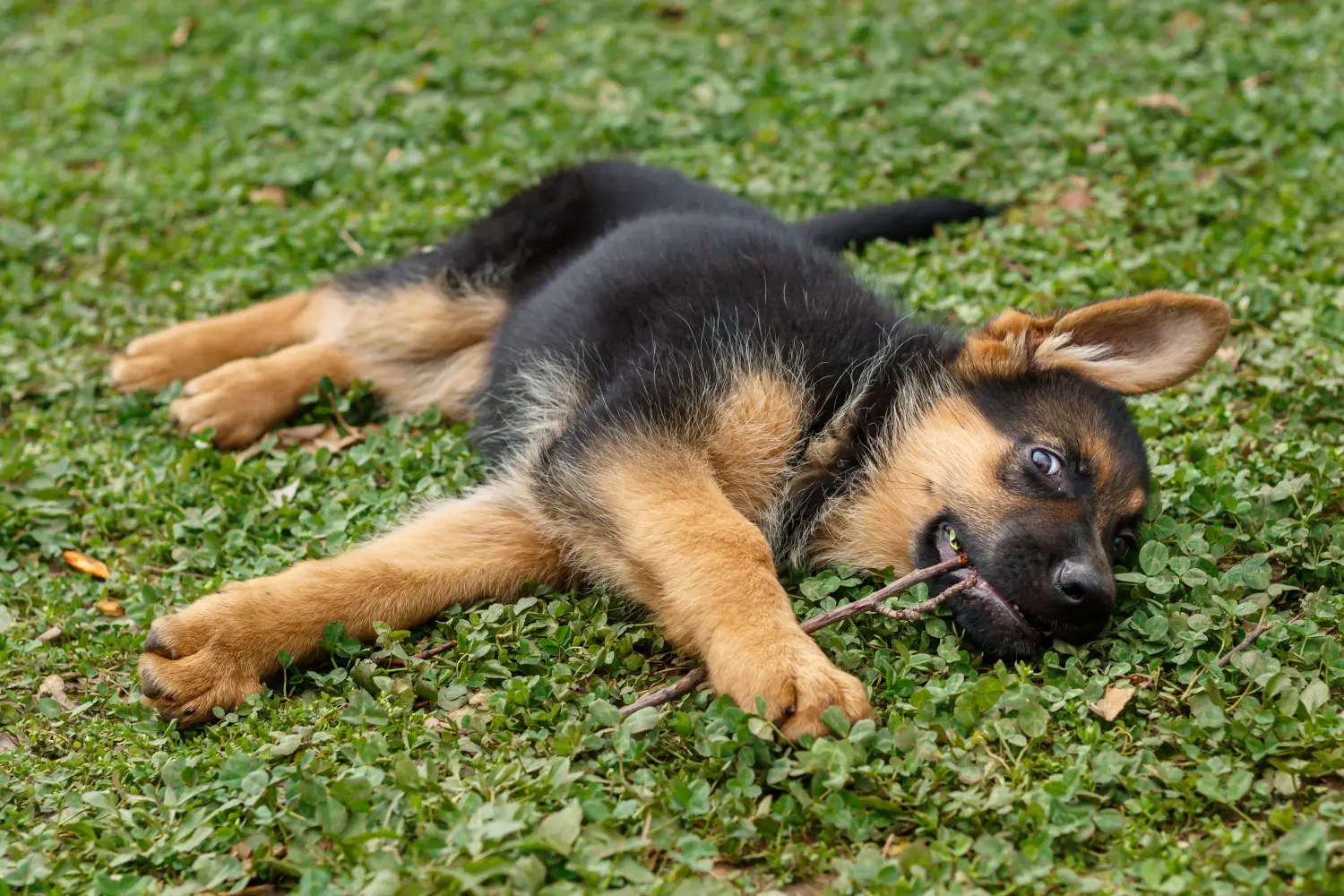 Einen Deutschen Schäferhund Welpen zu kaufen, bedeutet Verantwortung zu übernehmen! Deutscher Schäferhund Welpen kaufen.