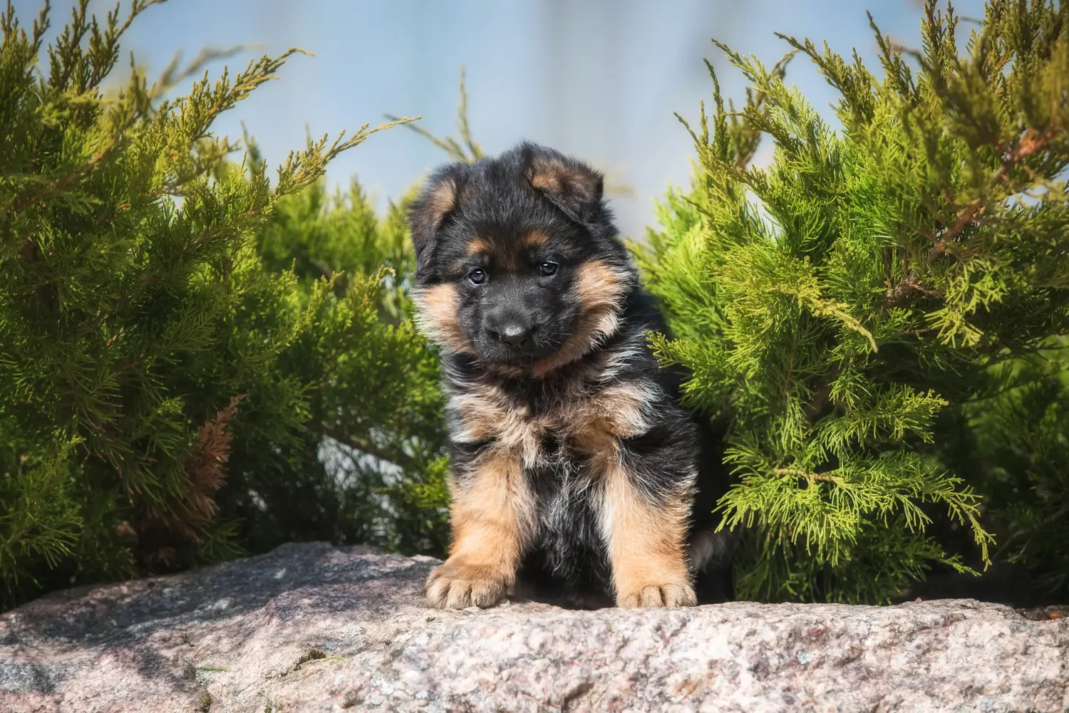 Einen Deutschen Schäferhund Welpen zu kaufen, bedeutet Verantwortung zu übernehmen! Deutscher Schäferhund Welpen kaufen.