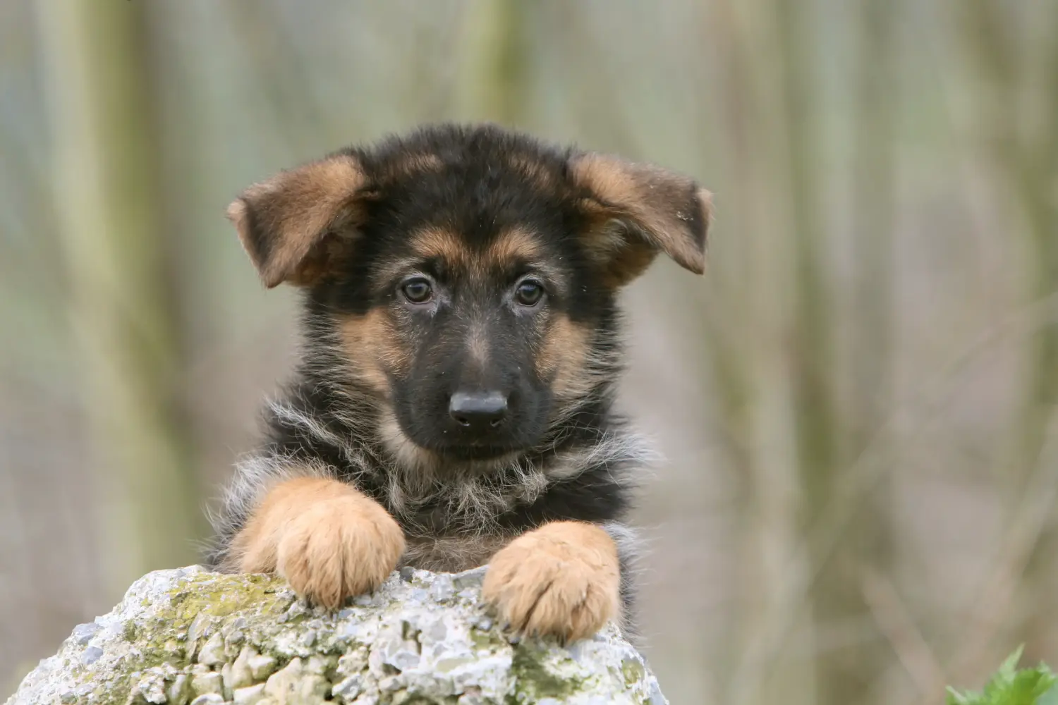 Einen Deutschen Schäferhund Welpen zu kaufen, bedeutet Verantwortung zu übernehmen! Deutscher Schäferhund Welpen kaufen.