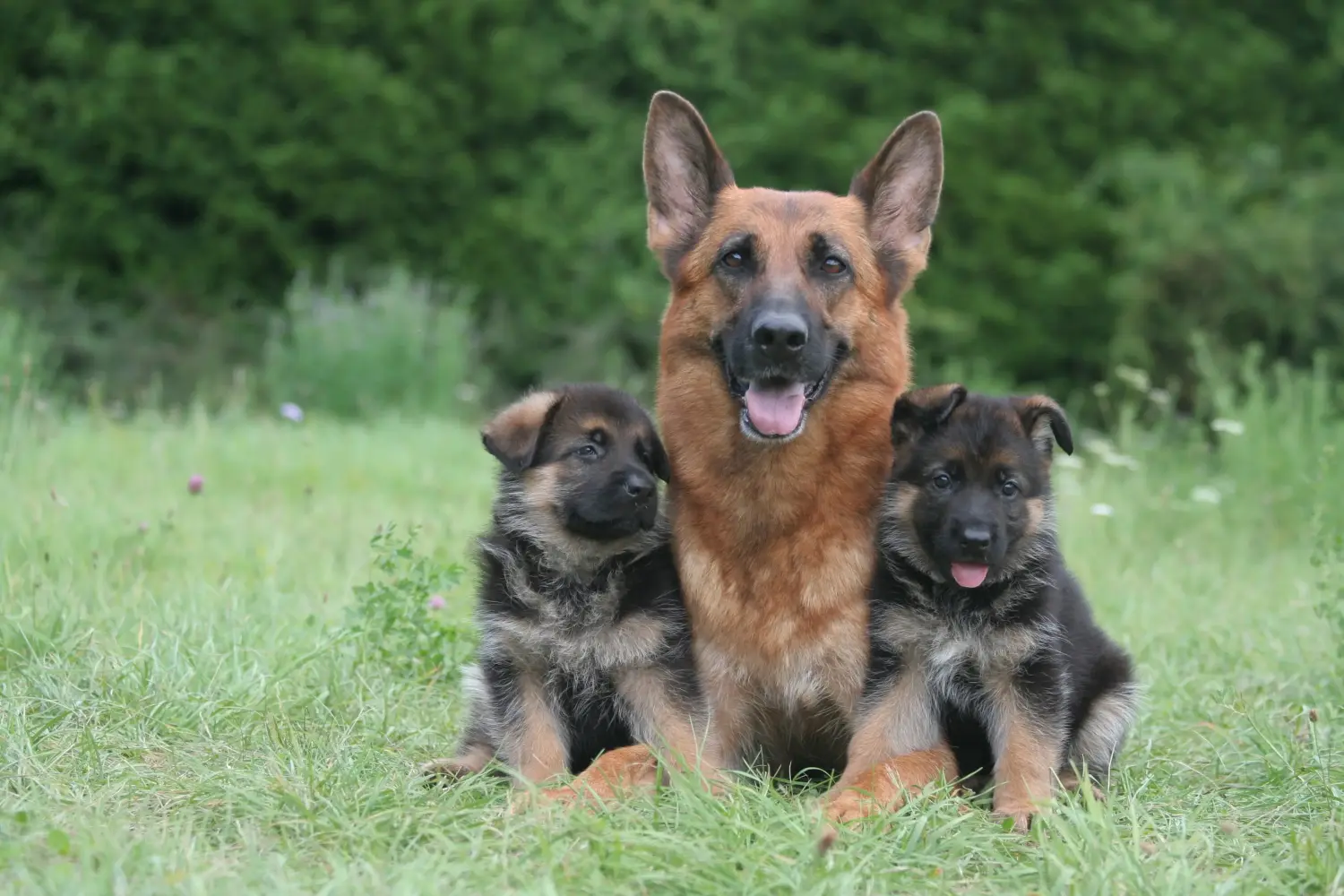 Einen Deutschen Schäferhund Welpen zu kaufen, bedeutet Verantwortung zu übernehmen! Deutscher Schäferhund Welpen kaufen.