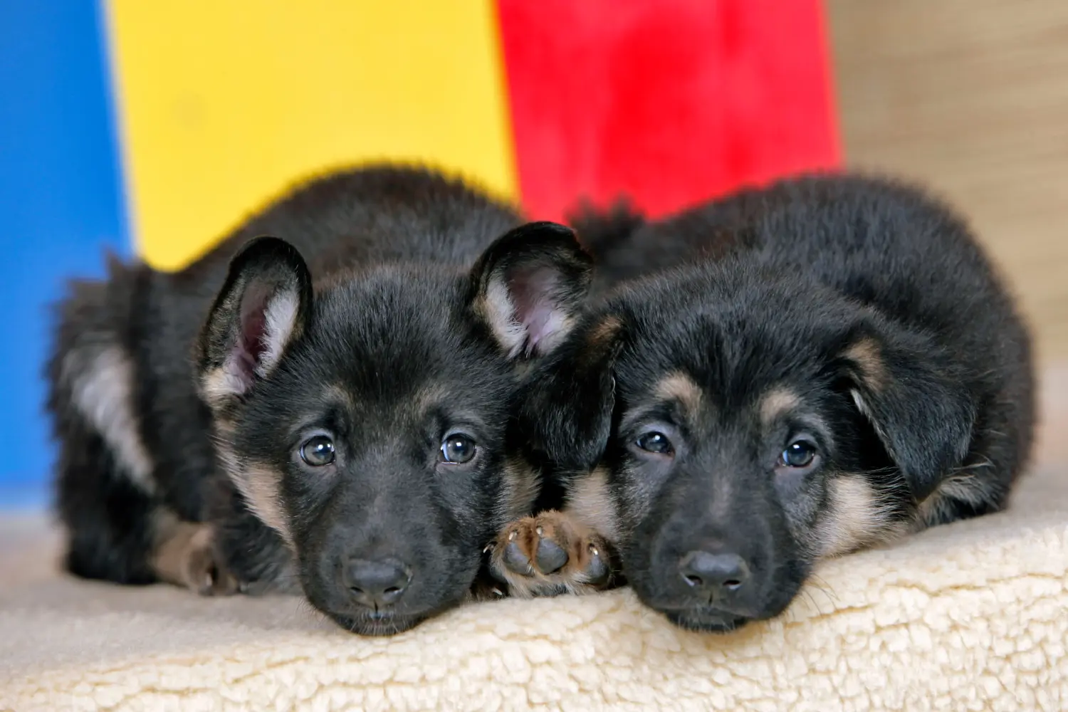 Einen Deutschen Schäferhund Welpen zu kaufen, bedeutet Verantwortung zu übernehmen! Deutscher Schäferhund Welpen kaufen.