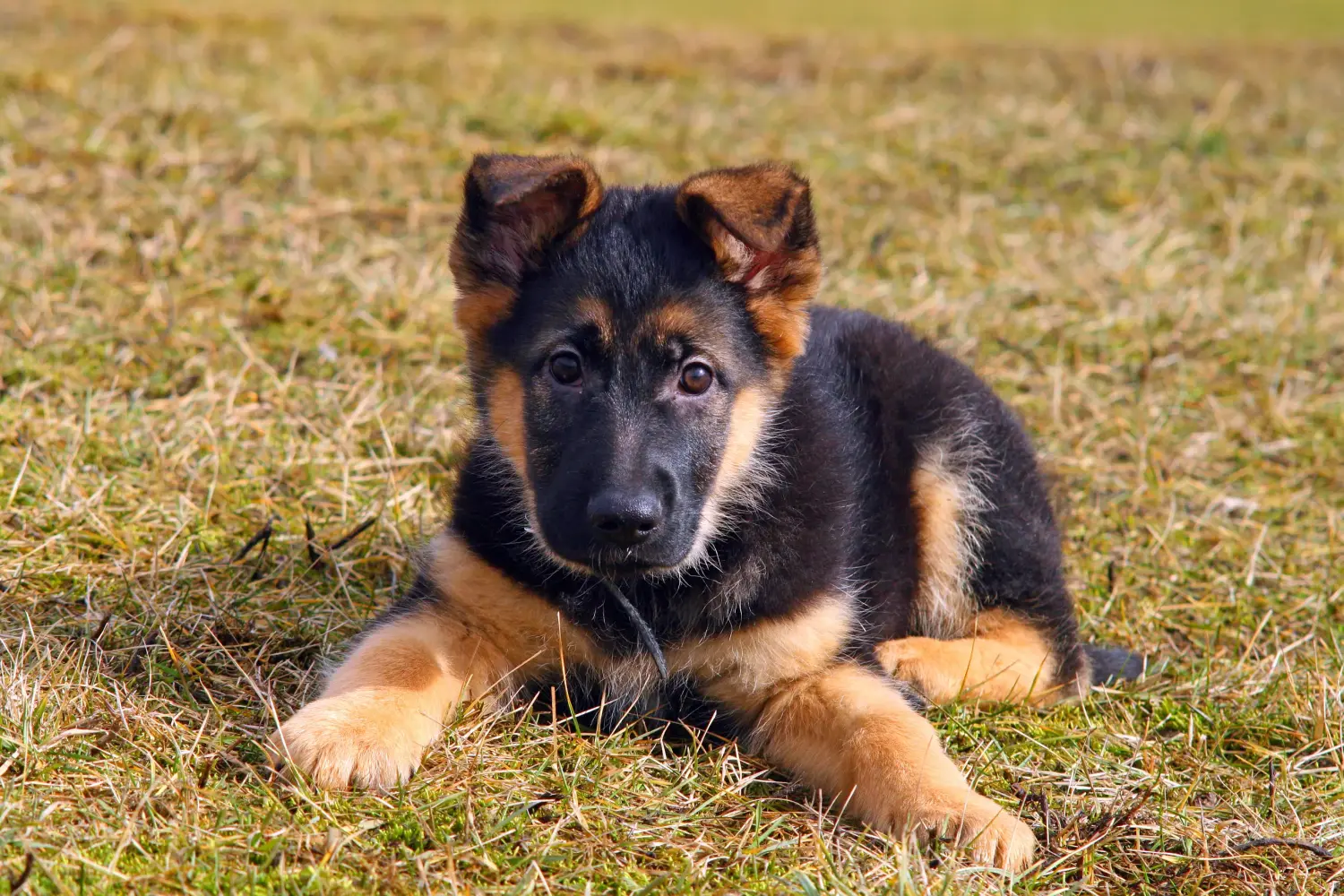 Einen Deutschen Schäferhund Welpen zu kaufen, bedeutet Verantwortung zu übernehmen! Deutscher Schäferhund Welpen kaufen.