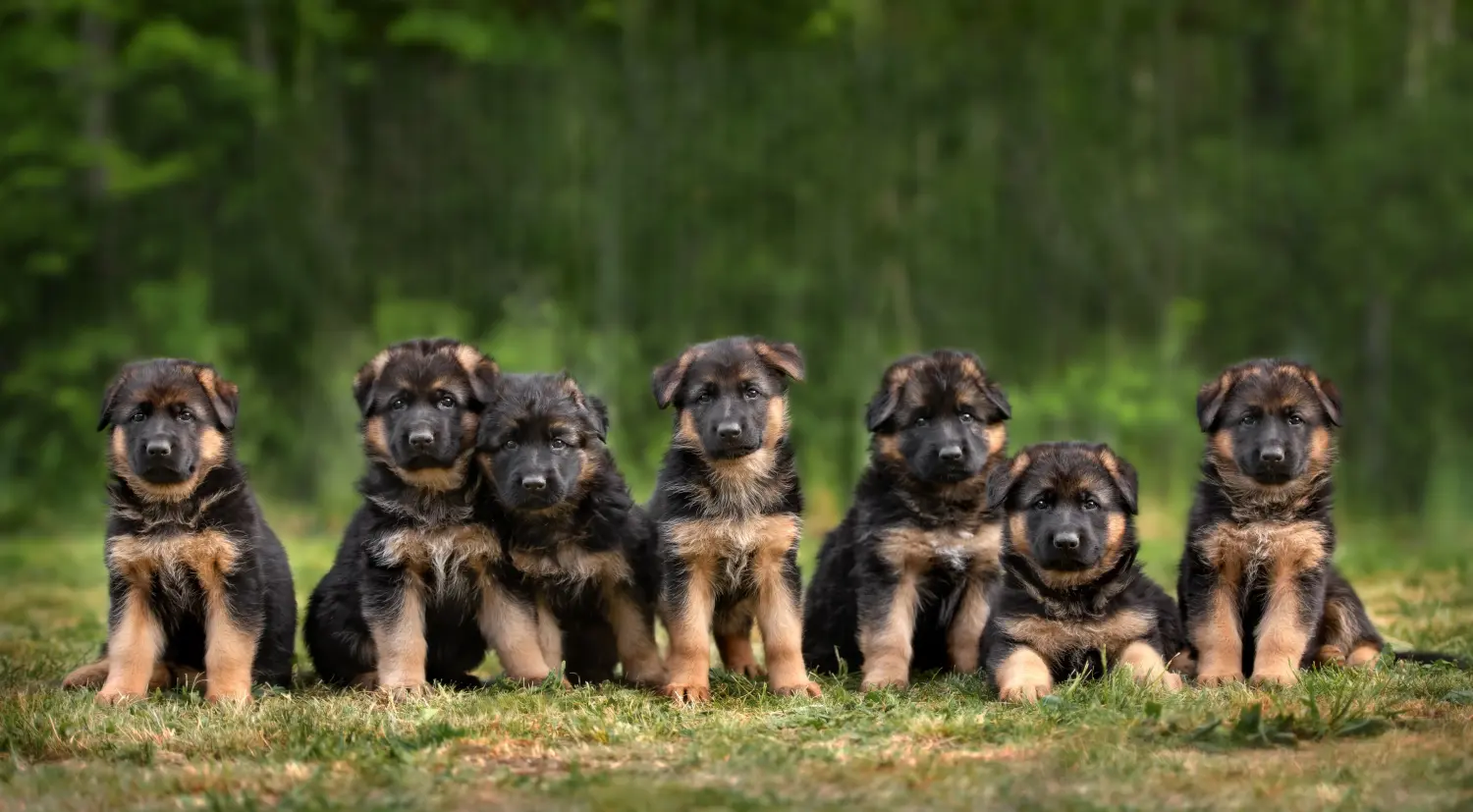 Einen Deutschen Schäferhund Welpen zu kaufen, bedeutet Verantwortung zu übernehmen! Deutscher Schäferhund Welpen kaufen.