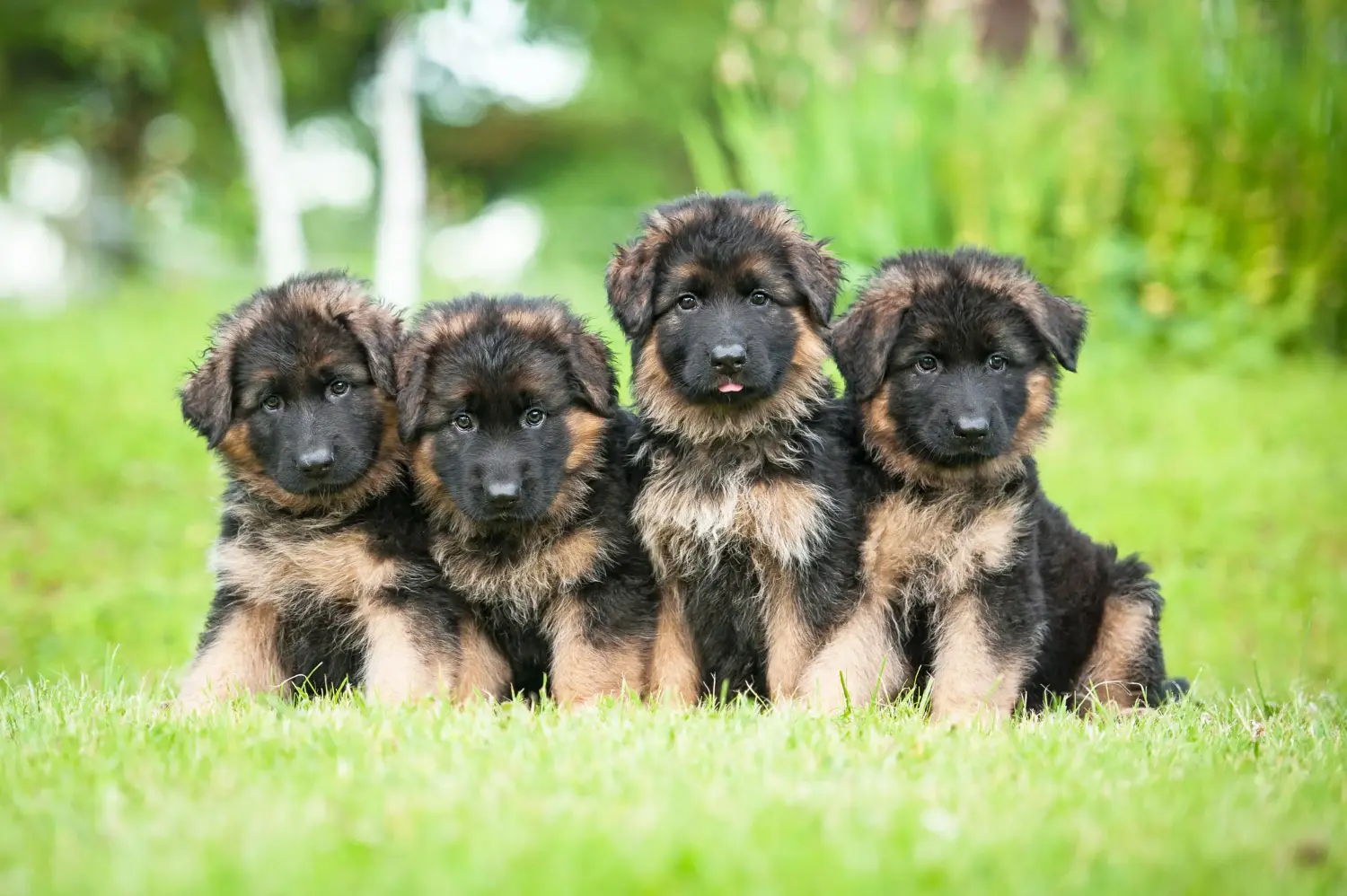 Einen Deutschen Schäferhund Welpen zu kaufen, bedeutet Verantwortung zu übernehmen! Deutscher Schäferhund Welpen kaufen.