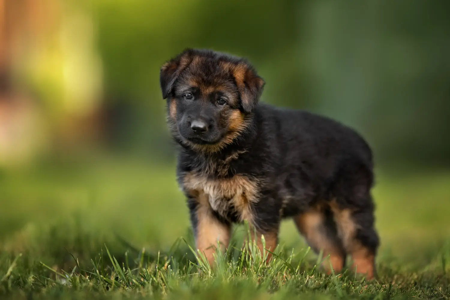 Einen Deutschen Schäferhund Welpen zu kaufen, bedeutet Verantwortung zu übernehmen! Deutscher Schäferhund Welpen kaufen.