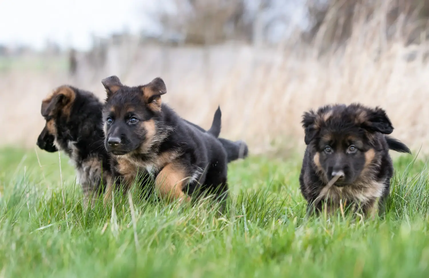 Einen Deutschen Schäferhund Welpen zu kaufen, bedeutet Verantwortung zu übernehmen! Deutscher Schäferhund Welpen kaufen.