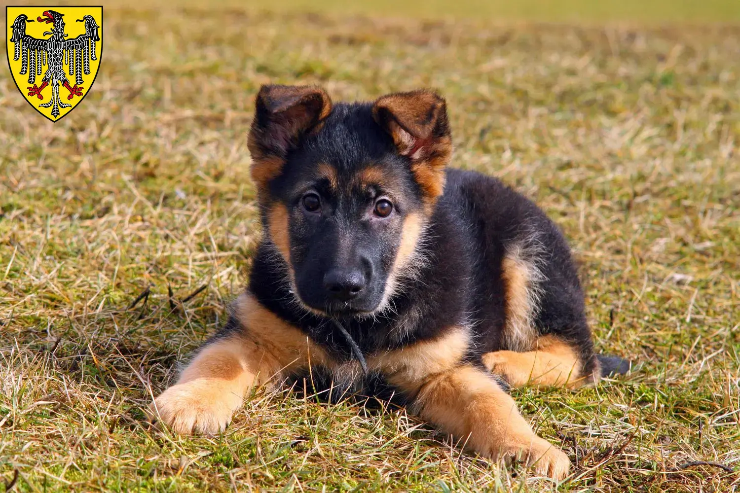 Deutscher Schäferhund Welpen und Züchter Aachen Hier findest Du Deutschen Schäferhunden Züchter in Aachen.