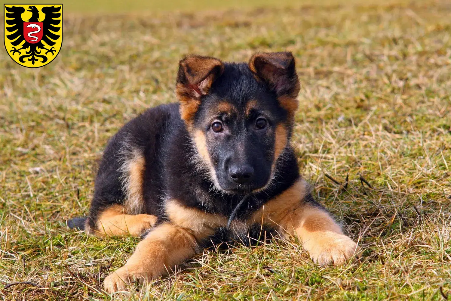 Deutscher Schäferhund Welpen und Züchter Aalen Hier findest Du Deutschen Schäferhunden Züchter in Aalen.