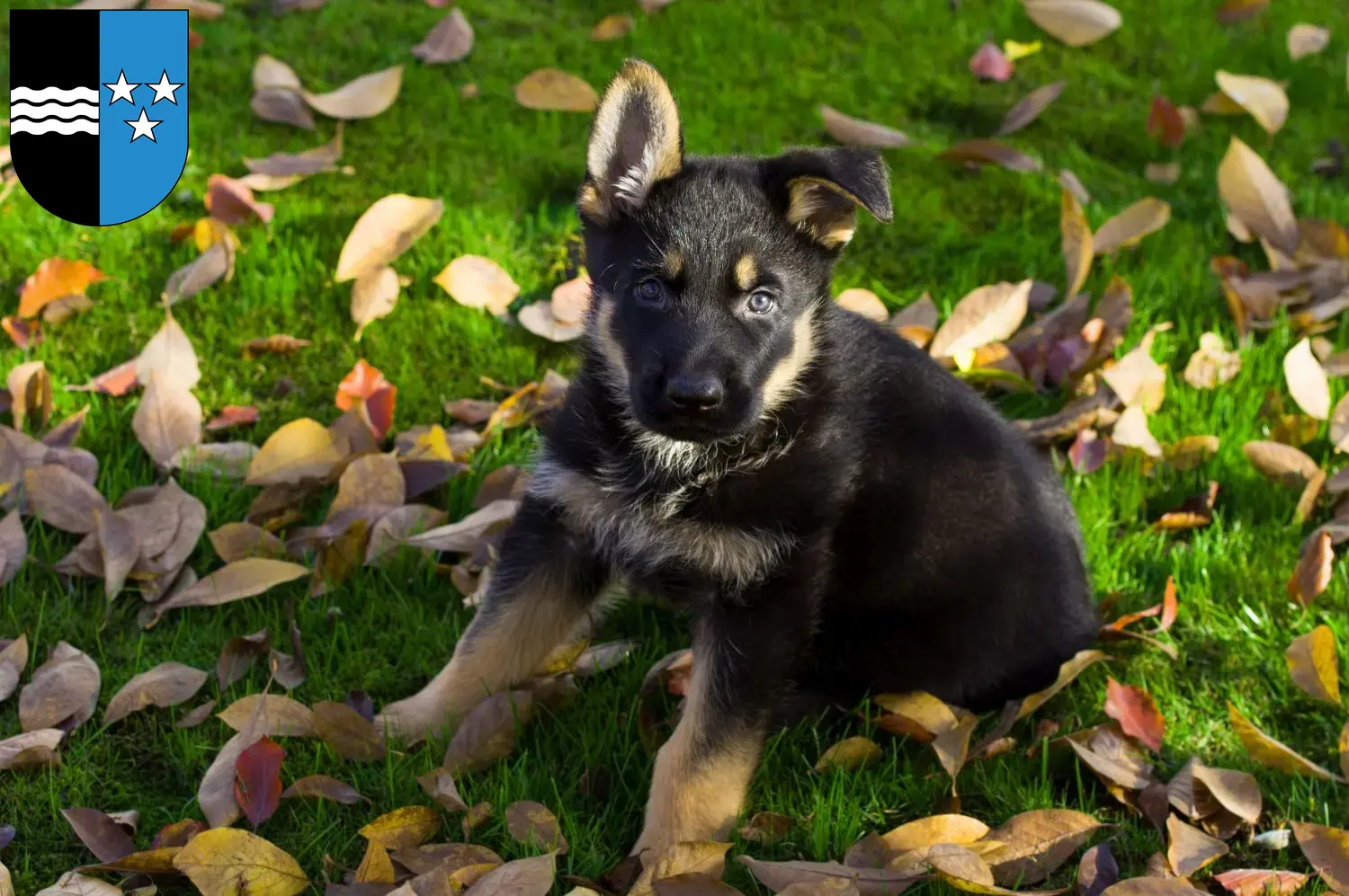 Deutscher Schäferhund Welpen und Züchter Aargau Hier findest Du Deutschen Schäferhunden Züchter in Aargau.