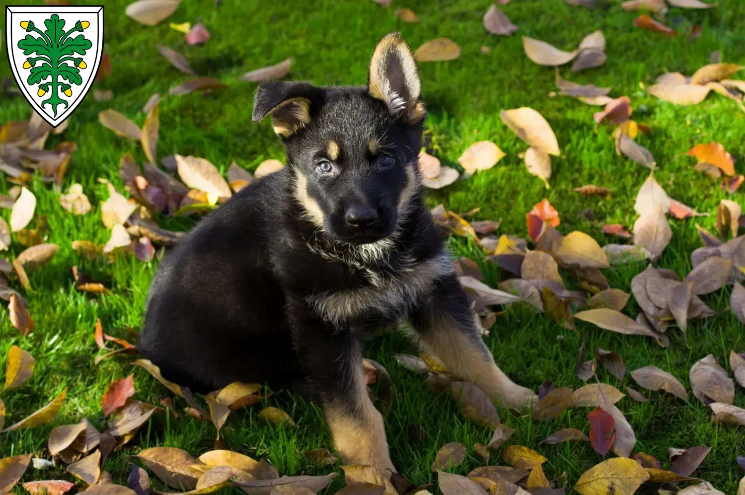 Deutscher Schäferhund Welpen und Züchter Aichach Hier findest Du Deutschen Schäferhunden Züchter in Aichach.