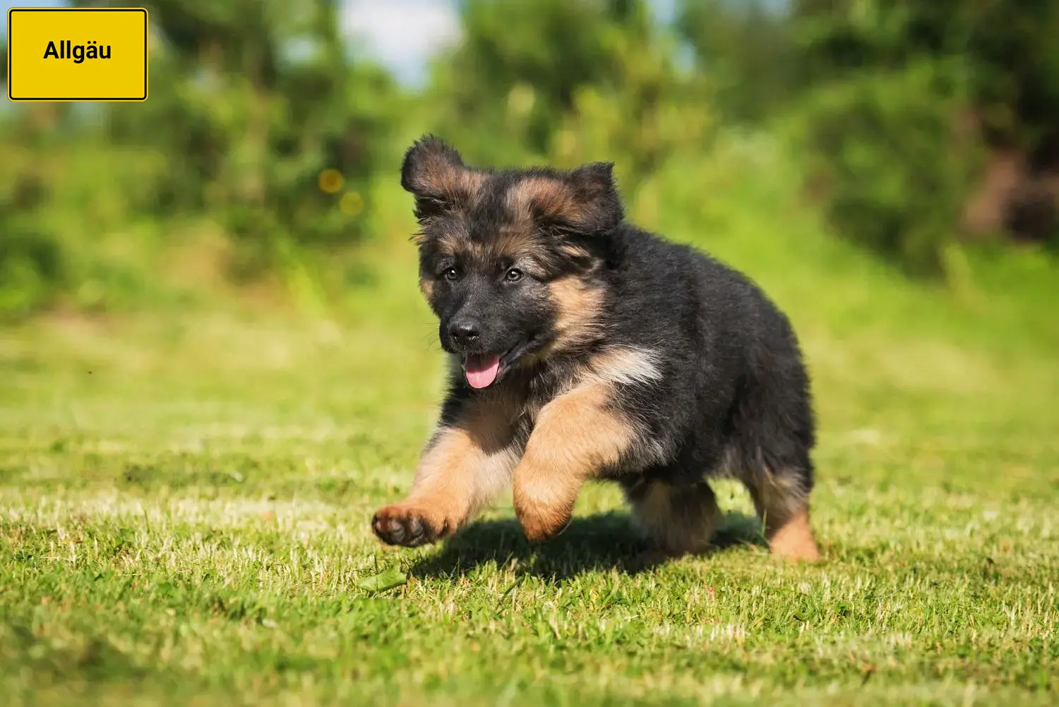 Deutscher Schäferhund Welpen und Züchter Allgäu Hier findest Du Deutschen Schäferhunden Züchter im Allgäu.