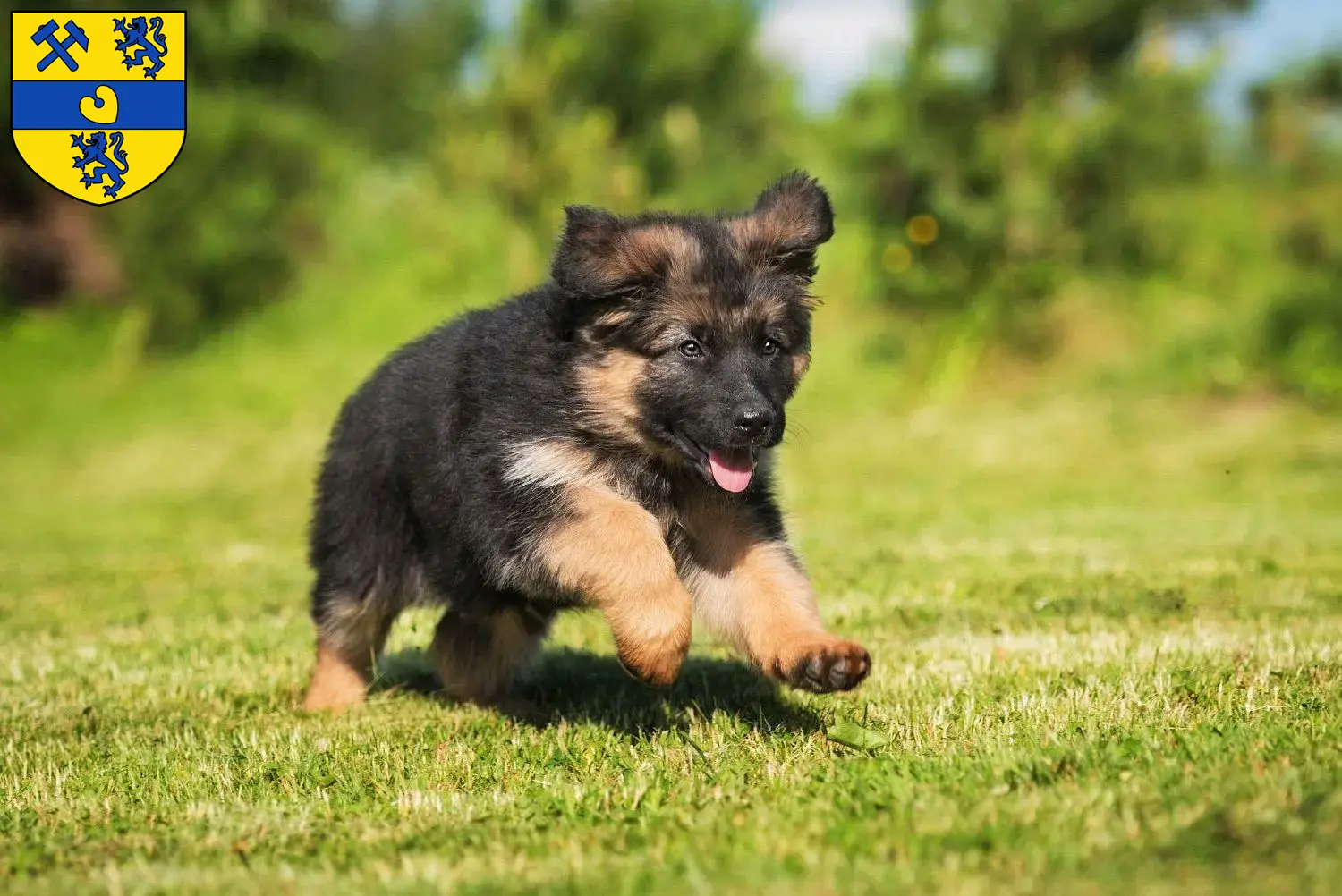 Deutscher Schäferhund Welpen und Züchter Alsdorf Hier findest Du Deutschen Schäferhunden Züchter in Alsdorf.