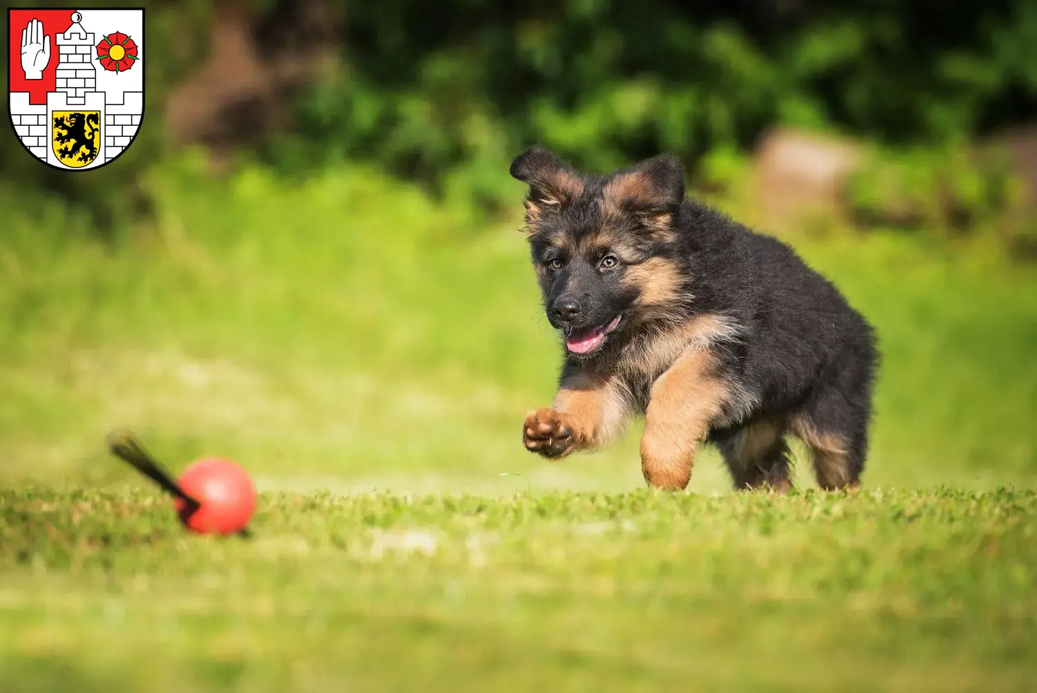 Deutscher Schäferhund Welpen und Züchter Altenburg Hier findest Du Deutschen Schäferhunden Züchter in Altenburg.