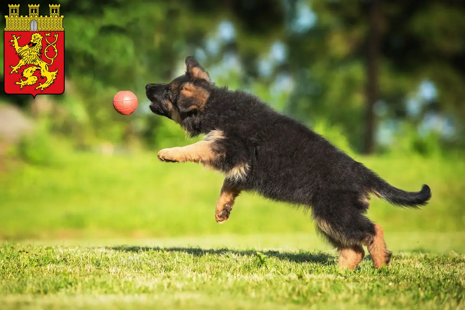 Deutscher Schäferhund Welpen und Züchter Altenkirchen (Westerwald) Hier findest Du Deutschen Schäferhunden Züchter in Altenkirchen (Westerwald).