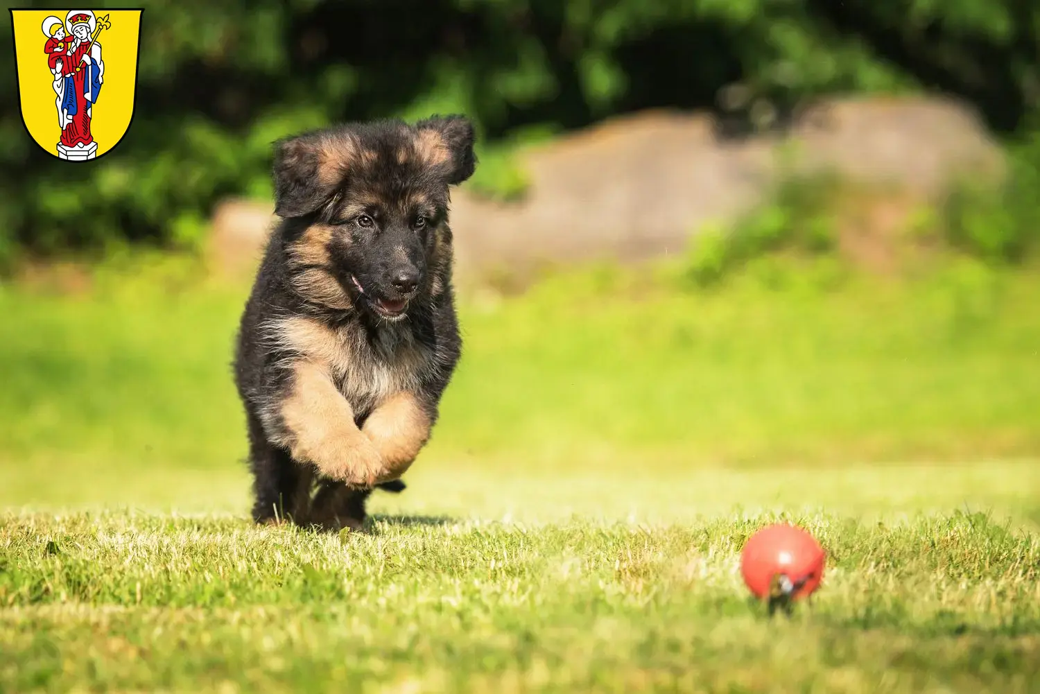 Deutscher Schäferhund Welpen und Züchter Altötting Hier findest Du Deutschen Schäferhunden Züchter in Altötting.