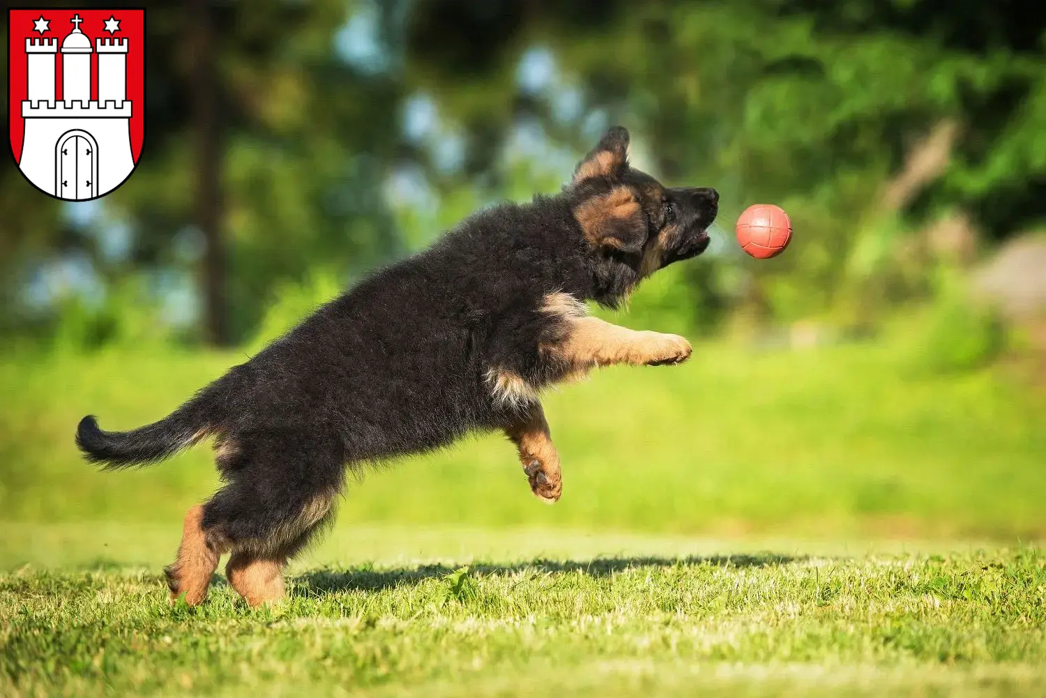 Deutscher Schäferhund Welpen und Züchter Altona Hier findest Du Deutschen Schäferhunden Züchter in Altona.