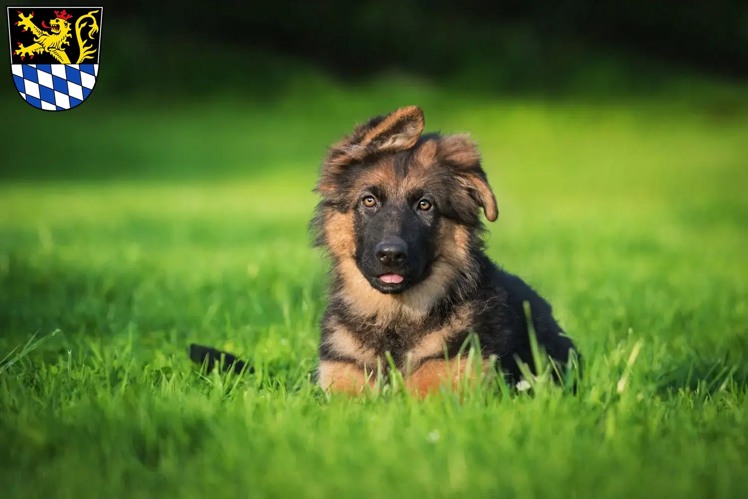 Deutscher Schäferhund Welpen und Züchter Amberg Hier findest Du Deutschen Schäferhunden Züchter in Amberg.