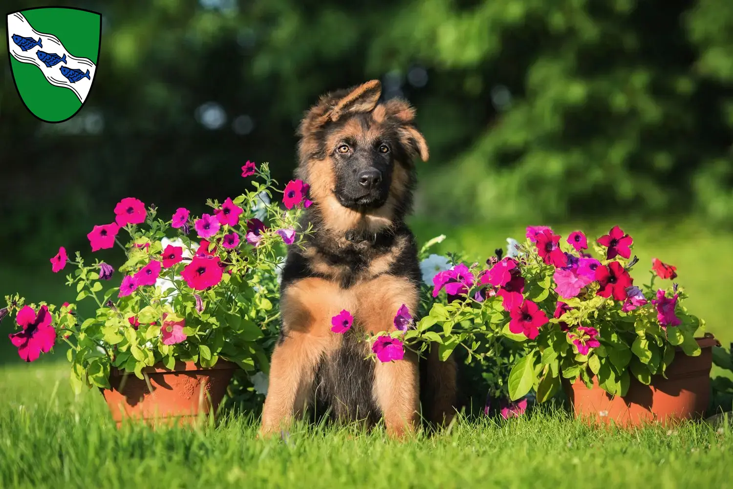 Deutscher Schäferhund Welpen und Züchter Ansbach Hier findest Du Deutschen Schäferhunden Züchter in Ansbach.