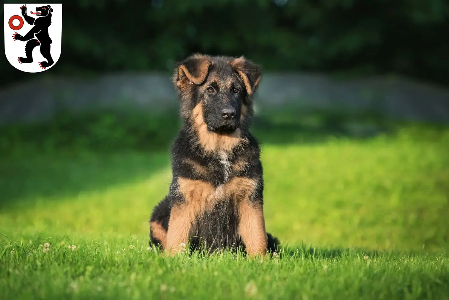 Deutscher Schäferhund Welpen und Züchter Appenzell Hier findest Du Deutschen Schäferhunden Züchter in Appenzell.