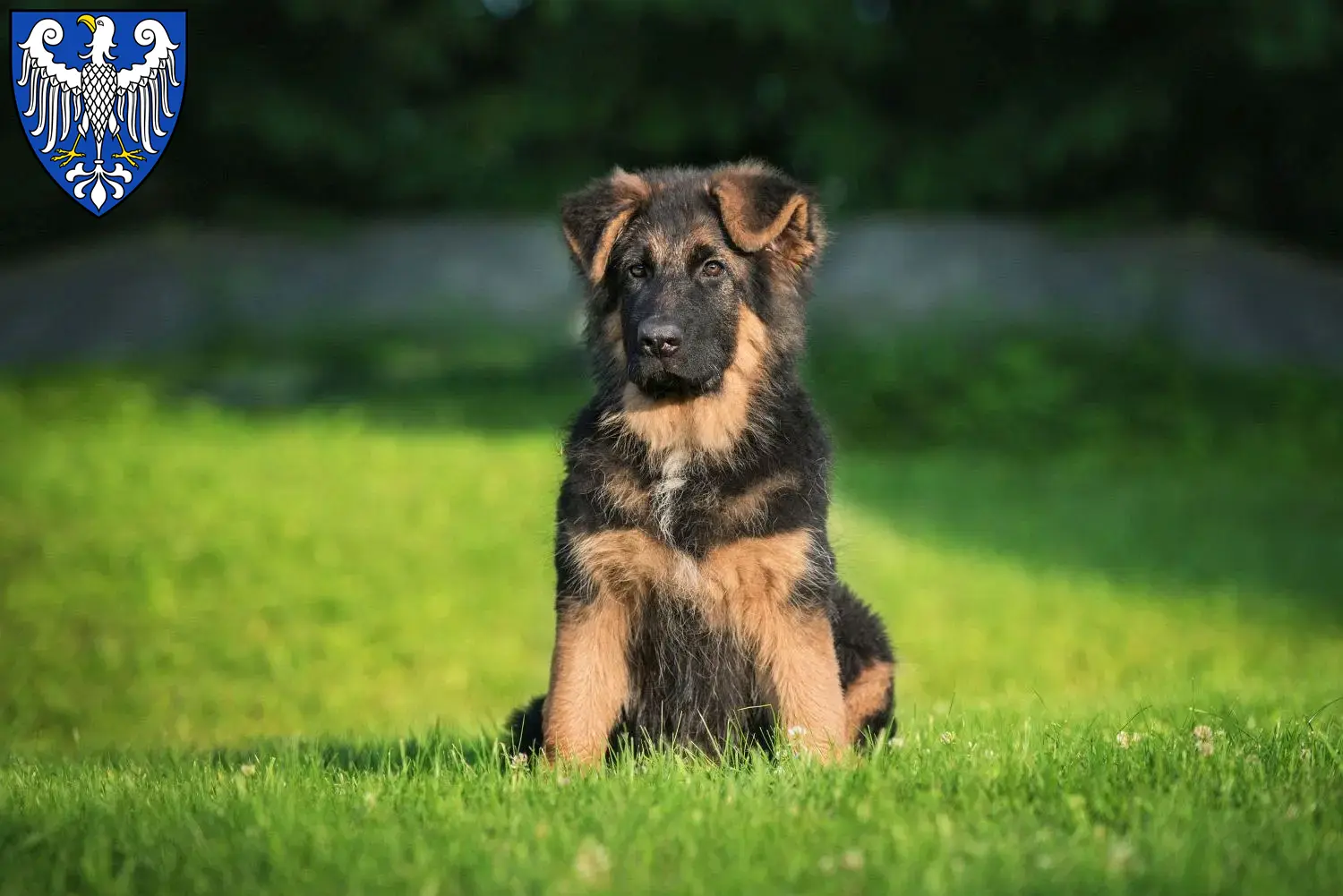 Deutscher Schäferhund Welpen und Züchter Arnsberg Hier findest Du Deutschen Schäferhunden Züchter in Arnsberg.