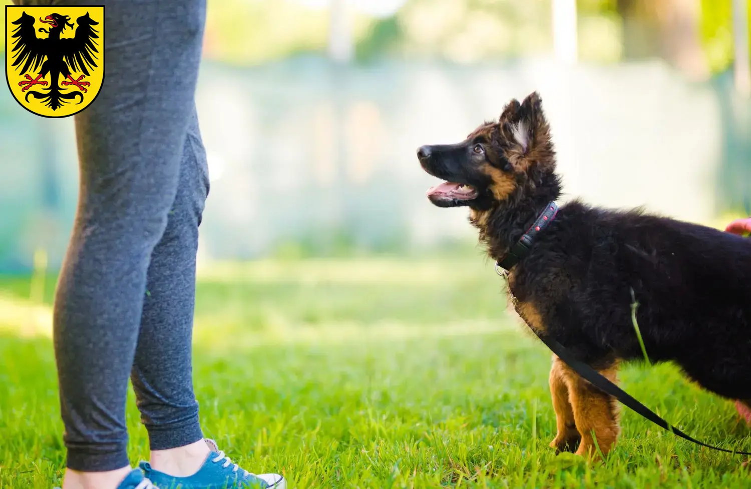 Deutscher Schäferhund Welpen und Züchter Arnstadt Hier findest Du Deutschen Schäferhunden Züchter in Arnstadt.