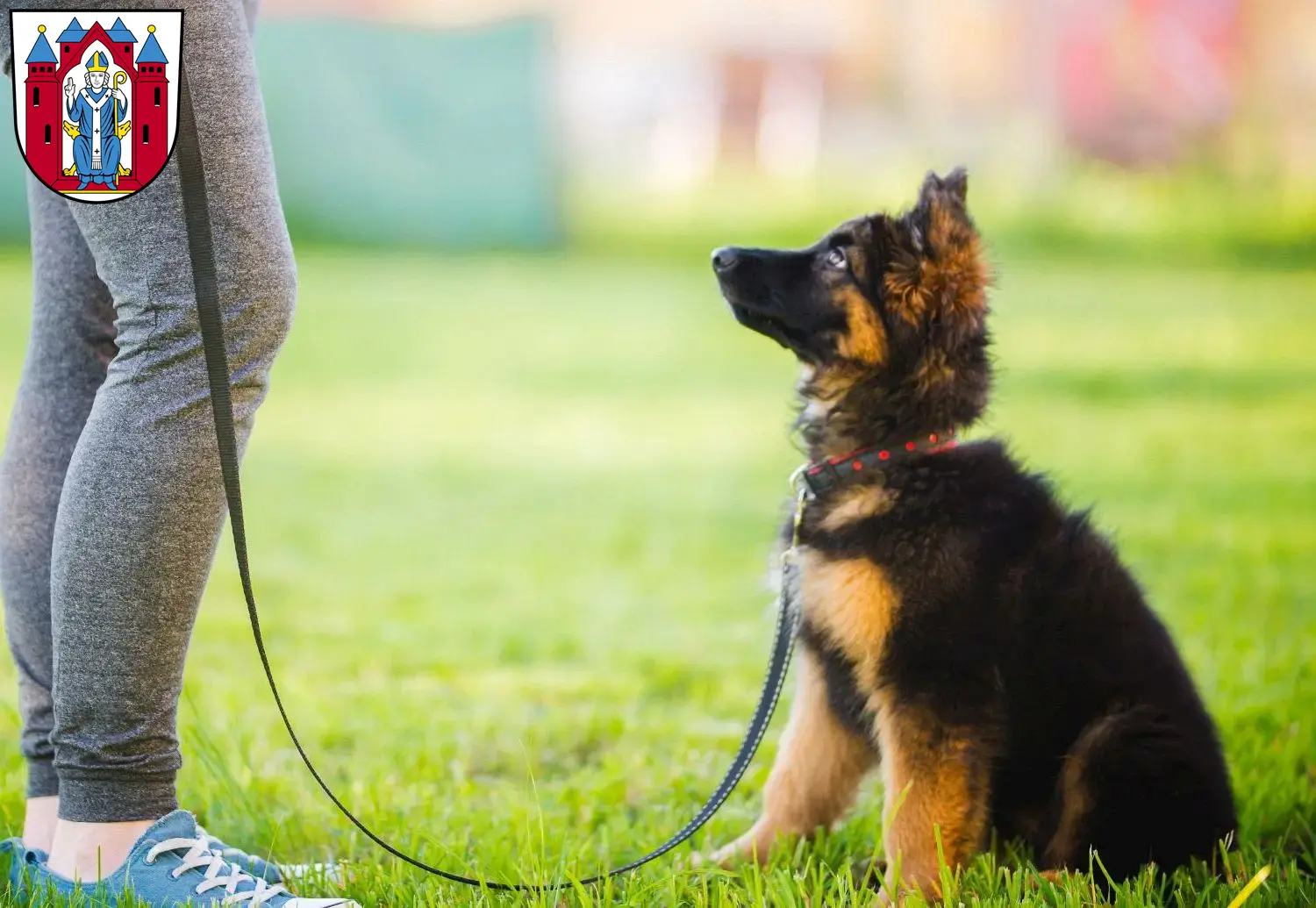 Deutscher Schäferhund Welpen und Züchter Aschaffenburg Hier findest Du Deutschen Schäferhunden Züchter in Aschaffenburg.