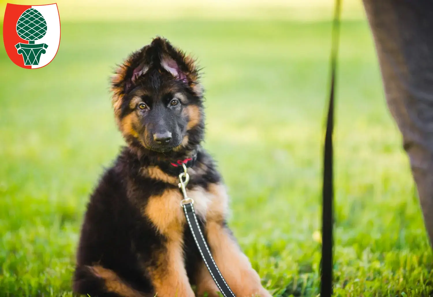 Deutscher Schäferhund Welpen und Züchter Augsburg Hier findest Du Deutschen Schäferhunden Züchter in Augsburg.