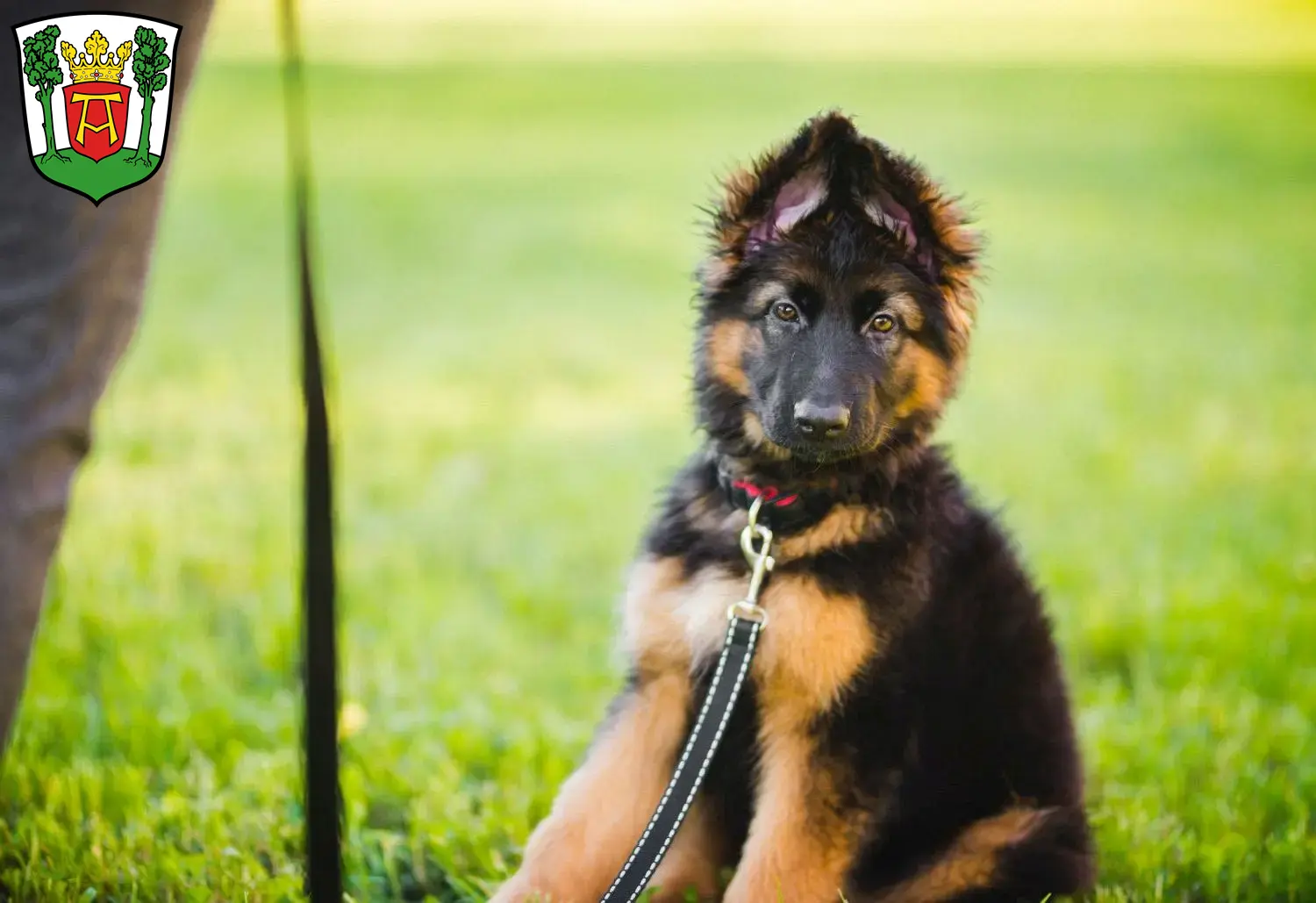 Deutscher Schäferhund Welpen und Züchter Aurich Hier findest Du Deutschen Schäferhunden Züchter in Aurich.