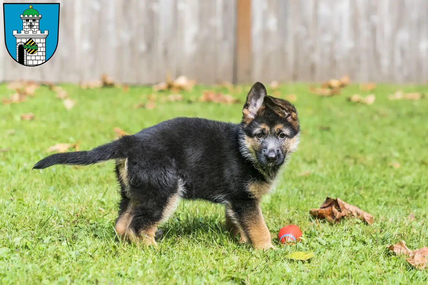 Deutscher Schäferhund Welpen und Züchter Bad Belzig Hier findest Du Deutschen Schäferhunden Züchter in Bad Belzig.