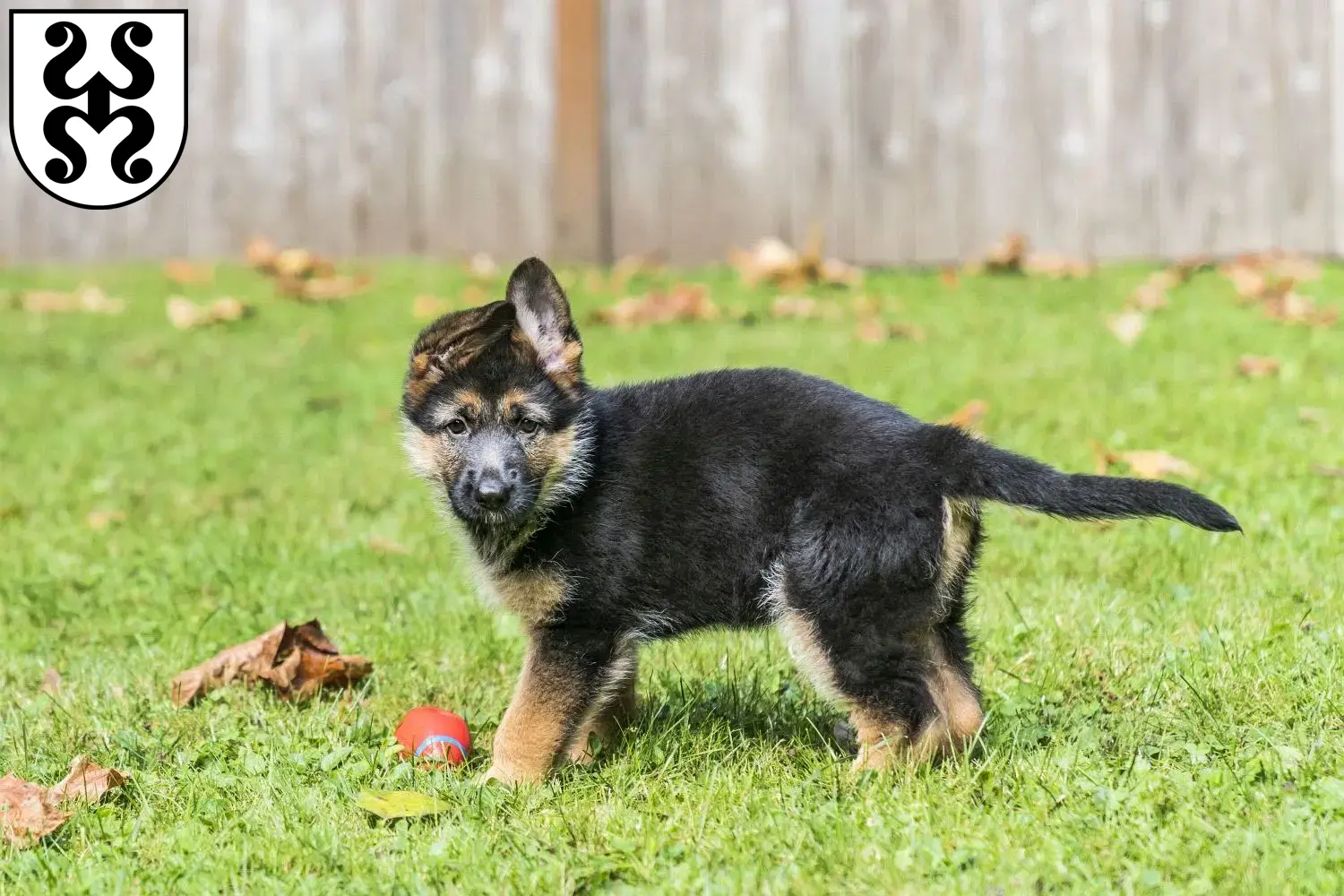 Deutscher Schäferhund Welpen und Züchter Bad Dürkheim Hier findest Du Deutschen Schäferhunden Züchter in Bad Dürkheim.