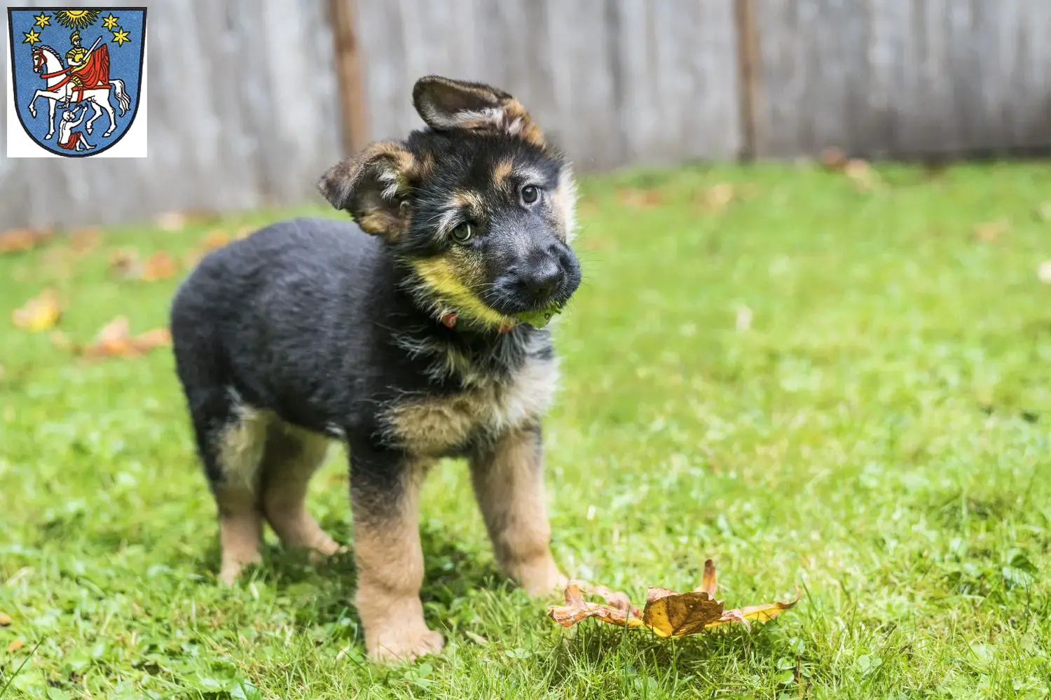 Deutscher Schäferhund Welpen und Züchter Bad Ems Hier findest Du Deutschen Schäferhunden Züchter in Bad Ems.