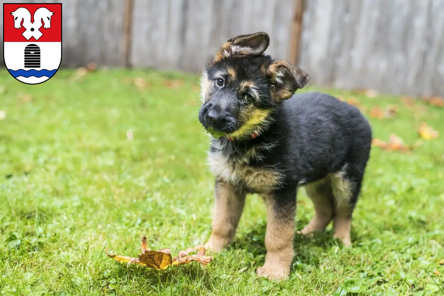 Deutscher Schäferhund Welpen und Züchter Bad Fallingbostel Hier findest Du Deutschen Schäferhunden Züchter in Bad Fallingbostel.