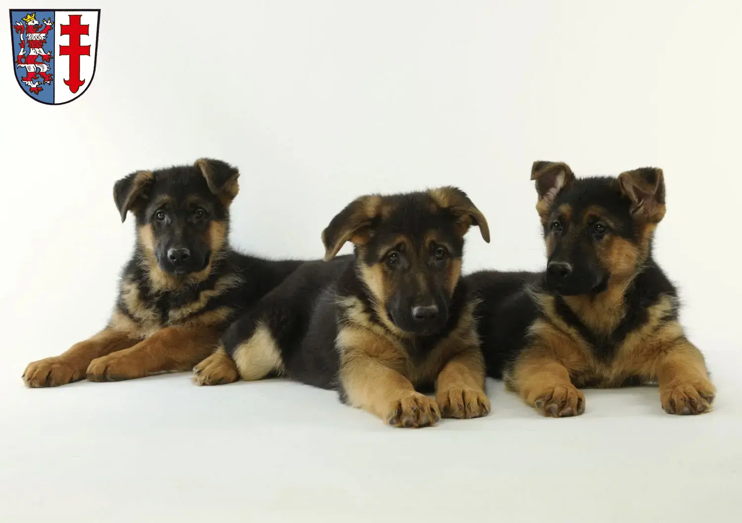 Deutscher Schäferhund Welpen und Züchter Bad Hersfeld Hier findest Du Deutschen Schäferhunden Züchter in Bad Hersfeld.