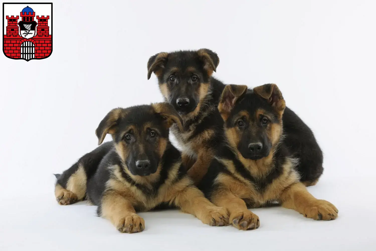 Deutscher Schäferhund Welpen und Züchter Bad Kissingen Hier findest Du Deutschen Schäferhunden Züchter in Bad Kissingen.