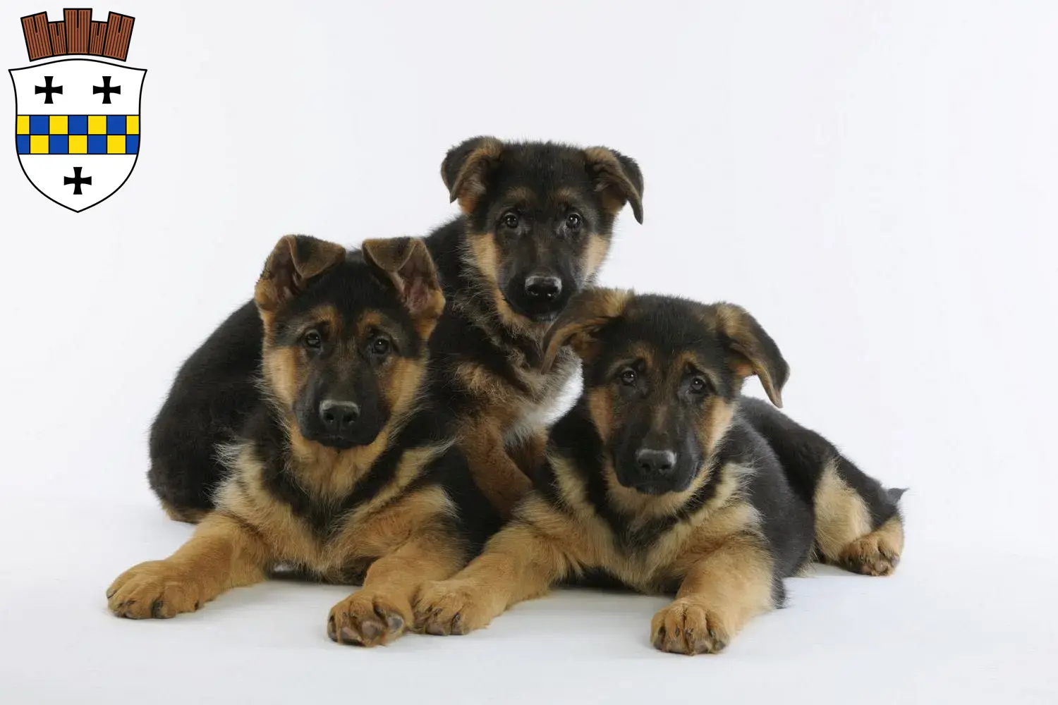 Deutscher Schäferhund Welpen und Züchter Bad Kreuznach Hier findest Du Deutschen Schäferhunden Züchter in Bad Kreuznach.