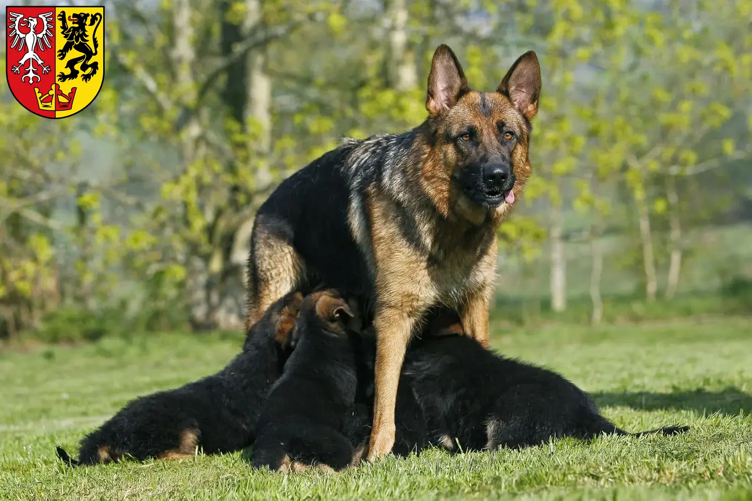 Deutscher Schäferhund Welpen und Züchter Bad Neuenahr-Ahrweiler Hier findest Du Deutschen Schäferhunden Züchter in Bad Neuenahr-Ahrweiler.