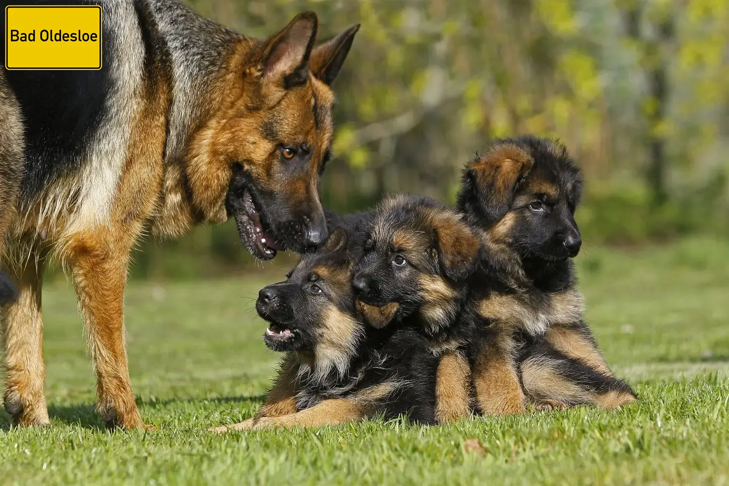 Deutscher Schäferhund Welpen und Züchter Bad Oldesloe Hier findest Du Deutschen Schäferhunden Züchter in Bad Oldesloe.