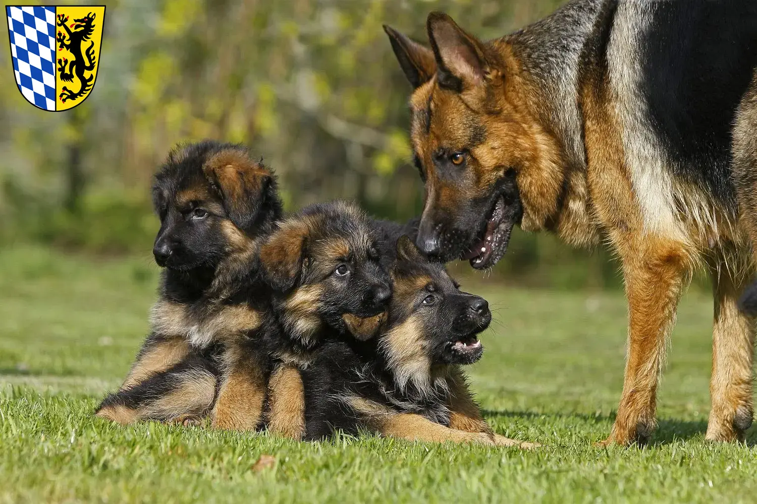 Deutscher Schäferhund Welpen und Züchter Bad Reichenhall Hier findest Du Deutschen Schäferhunden Züchter in Bad Reichenhall.