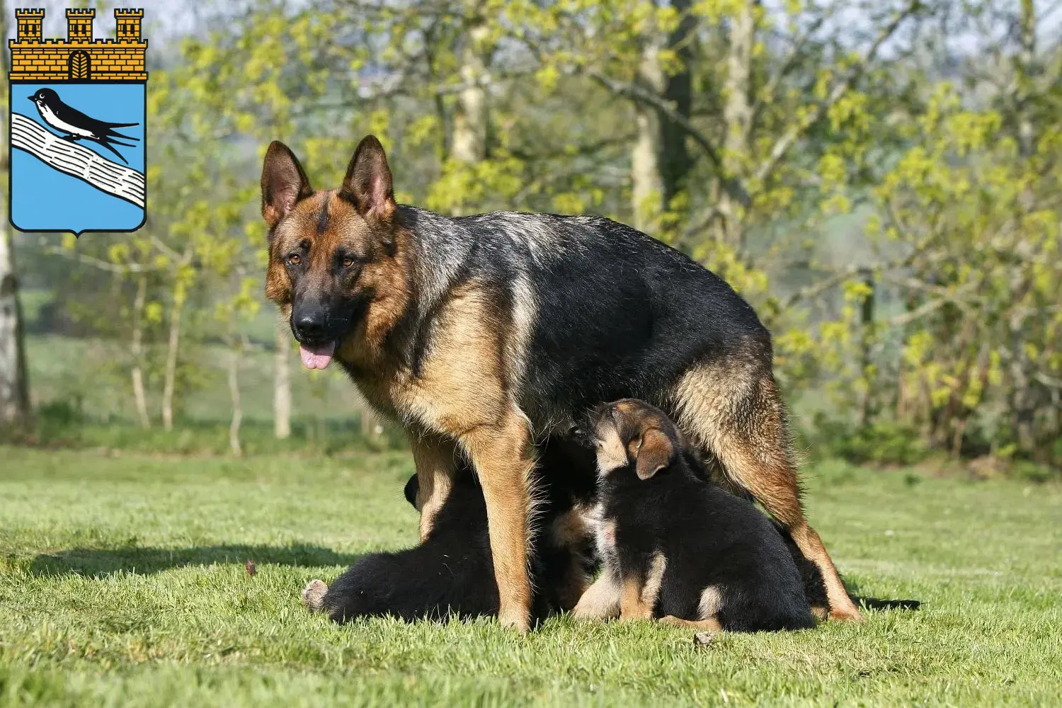 Deutscher Schäferhund Welpen und Züchter Bad Schwalbach Hier findest Du Deutschen Schäferhunden Züchter in Bad Schwalbach.